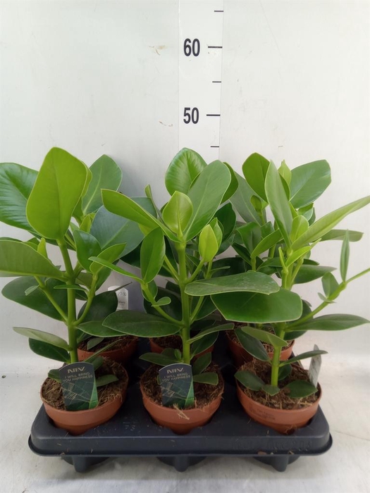 <h4>Clusia rosea 'Princess'</h4>