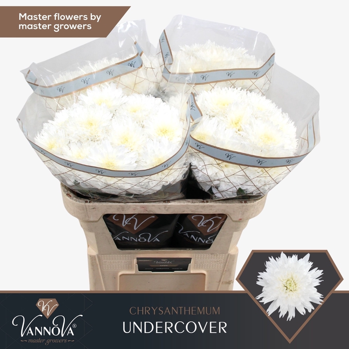 <h4>Chr G Undercover</h4>