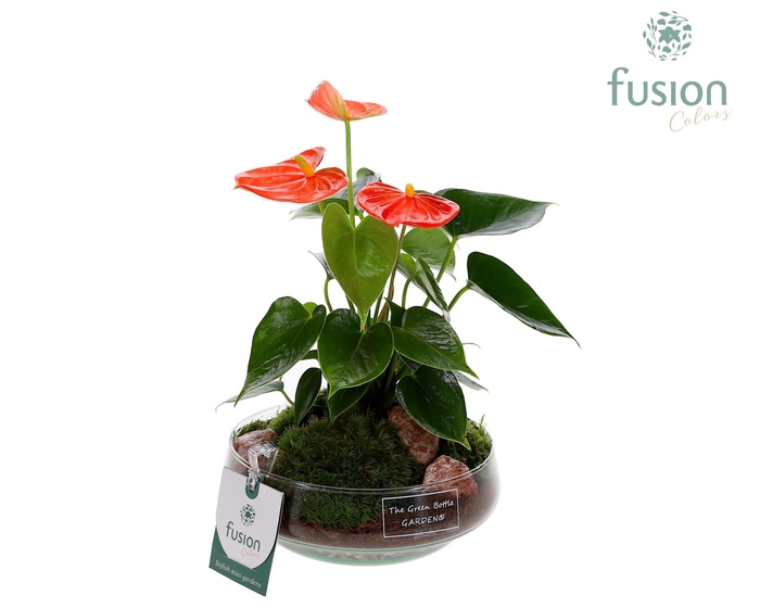 <h4>Green Bottle Iris Small met Anthurium 24 uur levertijd</h4>