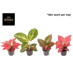 Aglaonema Red Surprise Tray