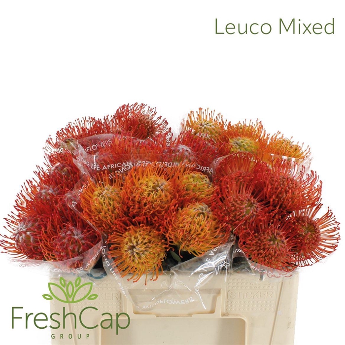 <h4>Leuco Mix</h4>