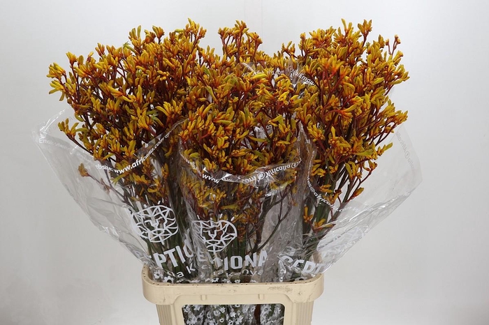 <h4>Kangaroo Paw Gold Fever</h4>