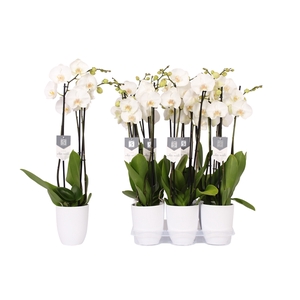 Phalaenopsis White World, 3-spike White Ceramics