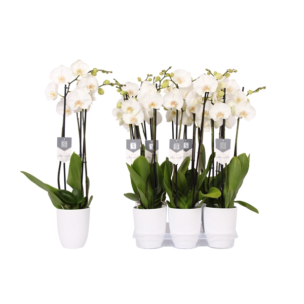 <h4>Phalaenopsis White World, 3-spike White Ceramics</h4>