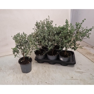 EUCAL GUNNII