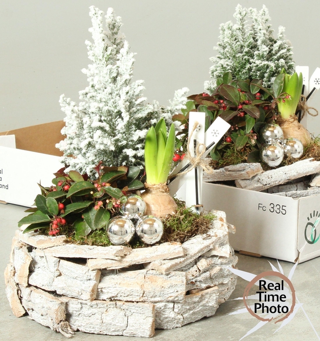 <h4>Arr Tuinplanten</h4>