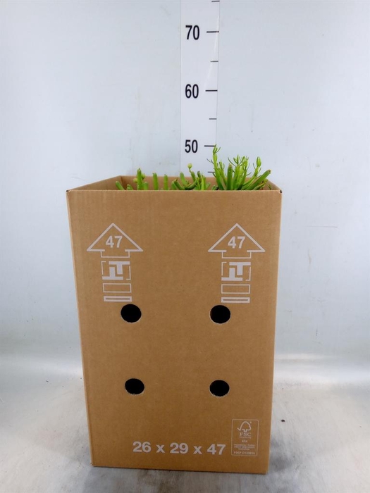 <h4>Euphorbia tirucalli</h4>