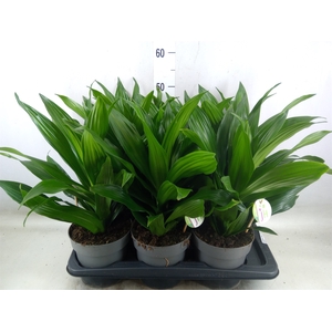 Dracaena frag. 'Green Jewel'