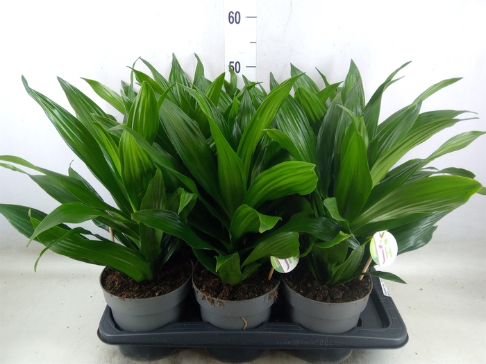 <h4>Dracaena frag. 'Green Jewel'</h4>