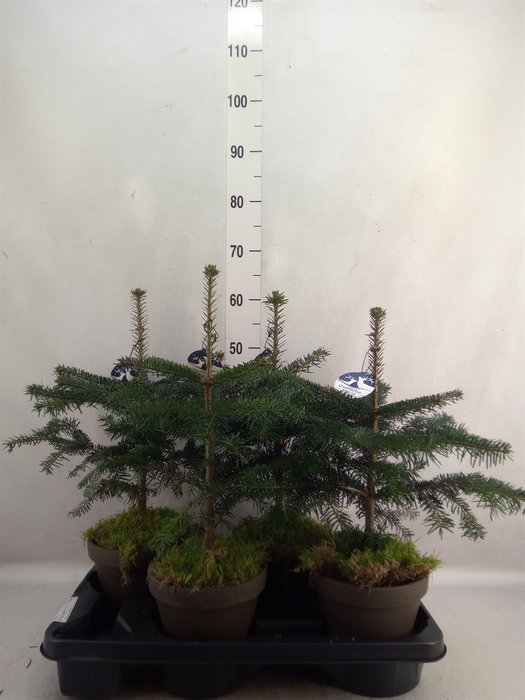 Abies nordman.