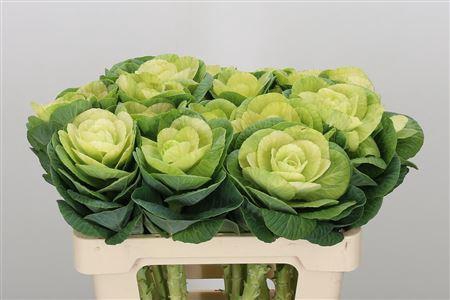 <h4>BRASS WHITE CRANE</h4>