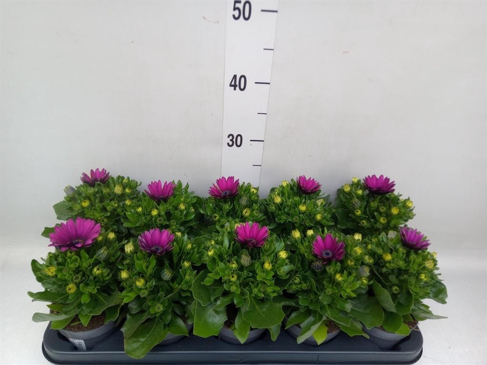 <h4>Osteospermum eck. 'Sunny Cambria'</h4>