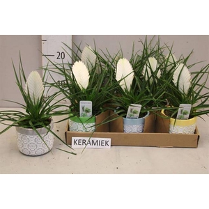 ARR TILLANDSIA