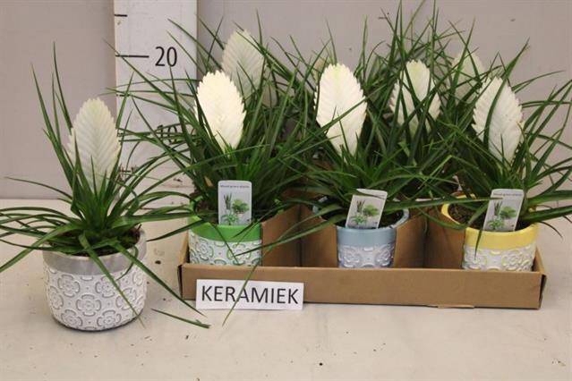 <h4>ARR TILLANDSIA</h4>