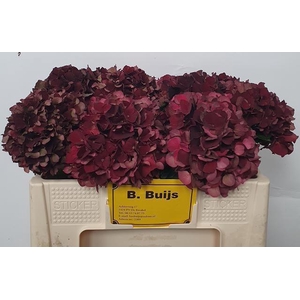 HYDR M MAG D RUBY CL