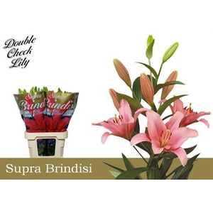 Li La Brindisi Supra 4+ Double Check