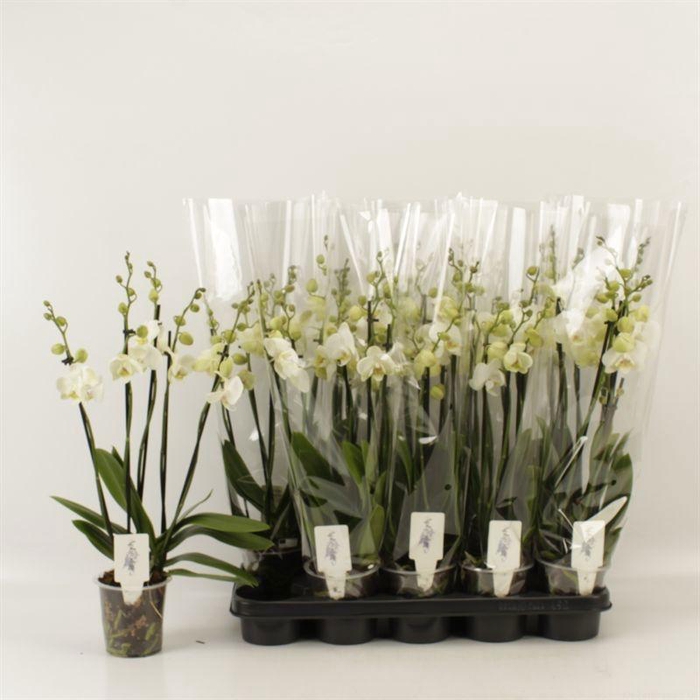 <h4>PHAL AN INVERNESS</h4>