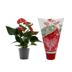 Anthurium 12 cm Success Red in Couture hearts sleeve