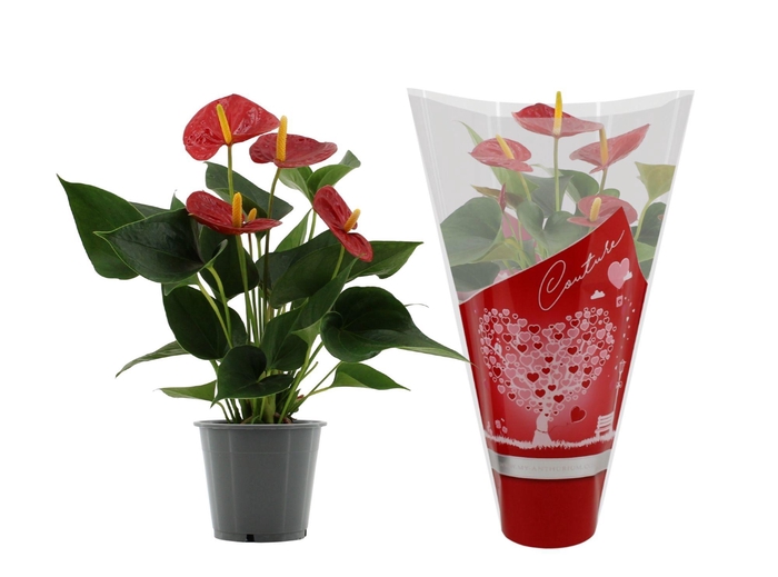 <h4>Anthurium 12 cm Success Red in Couture hearts sleeve</h4>