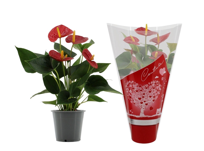 <h4>Anthurium 12 cm Success Red in Couture hearts sleeve</h4>