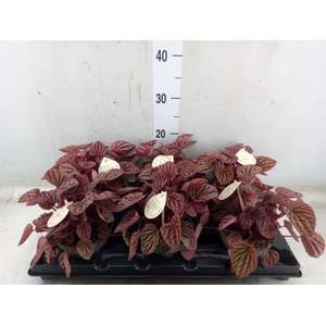 Peperomia