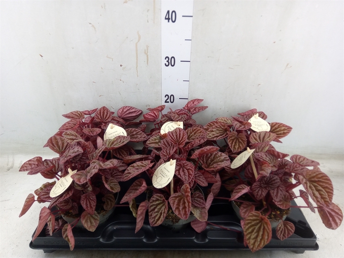 <h4>Peperomia</h4>
