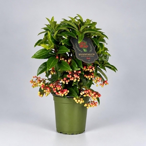 Ardisia crenata Bospremium Red