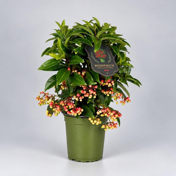 <h4>Ardisia crenata Bospremium Red</h4>