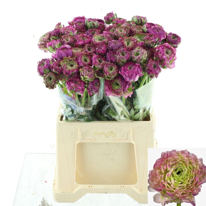 <h4>RAN PON PON MALVA</h4>