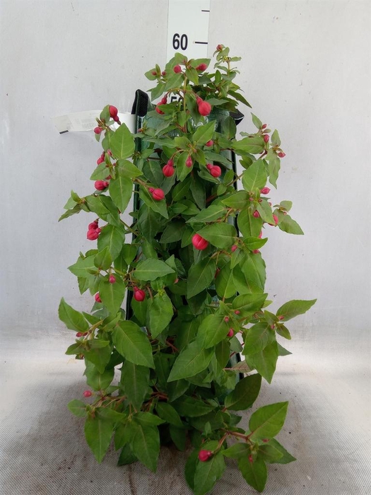 <h4>Fuchsia   ...</h4>