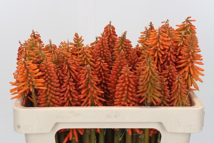Kniphofia Eycone Orange
