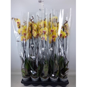 Phalaenopsis  'Goldion'