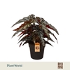 Begonia maculata Black Forest