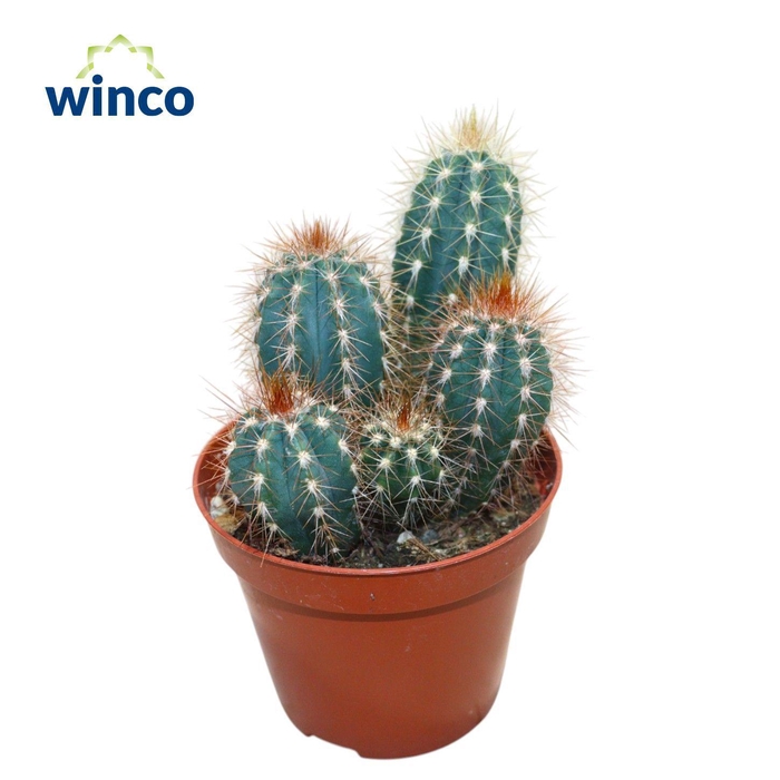 <h4>Pilosocereus Odilensis</h4>