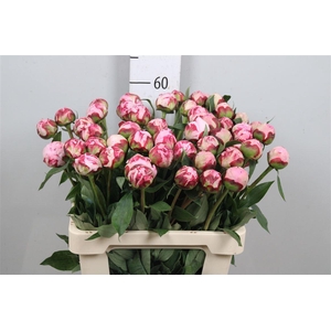 Paeo L Sara Bernhard