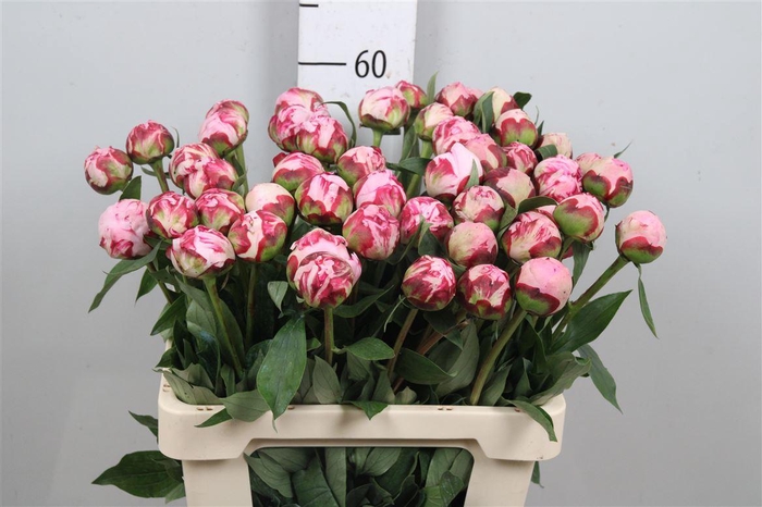 <h4>Paeo L Sara Bernhard</h4>