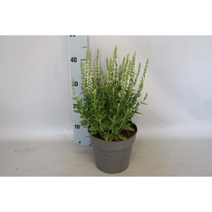 vaste planten 19 cm  Salvia nem. Synchro White