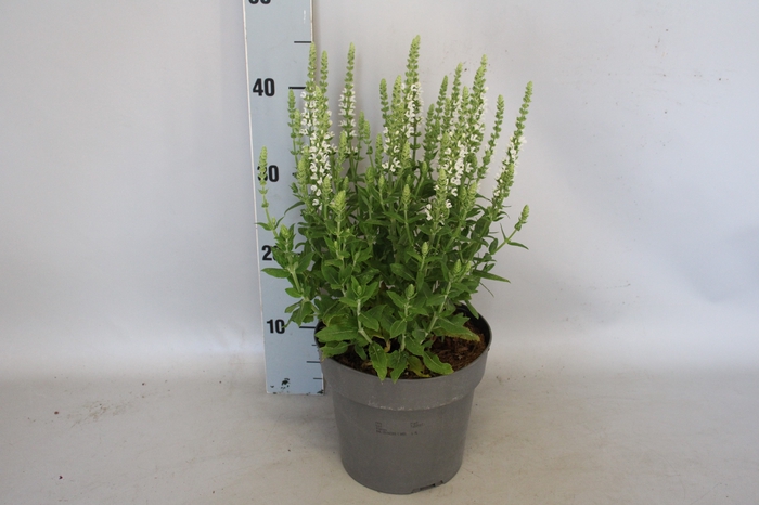 <h4>vaste planten 19 cm  Salvia nem. Synchro White</h4>