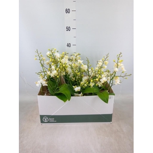 Arr.   Kamerplant Groen L%