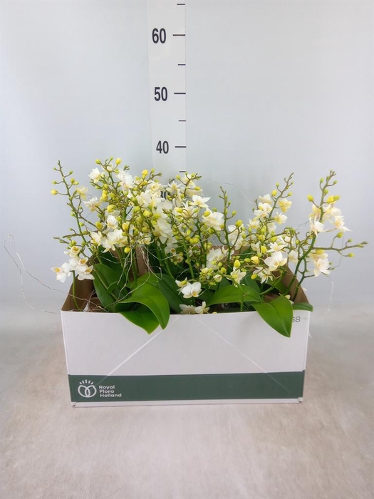 <h4>Arr.   Kamerplant Groen L%</h4>