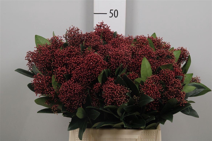 <h4>Skim J Rubella Bs</h4>