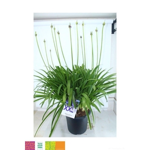 AGAPA EYDORI BLUE