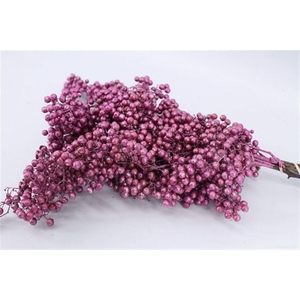 Schinus M Pt Metallic Pink Bunch
