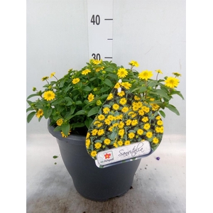 Sanvitalia  'Azteken Gold'