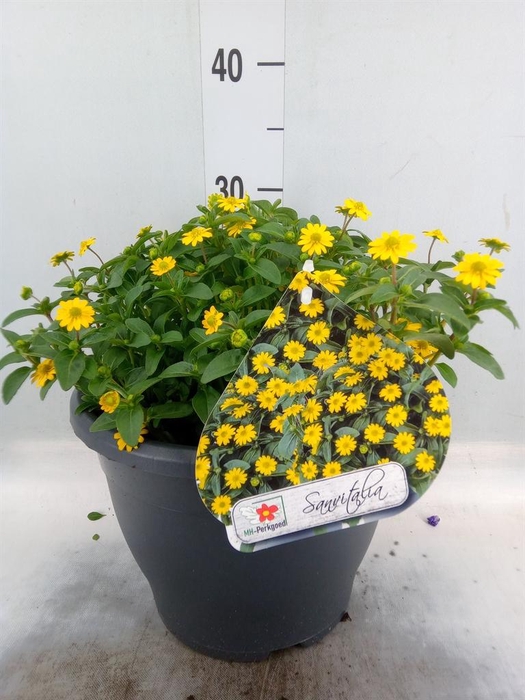 <h4>Sanvitalia  'Azteken Gold'</h4>