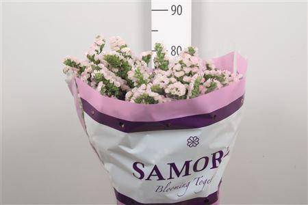 <h4>Lim S Apricot Sun Birds</h4>