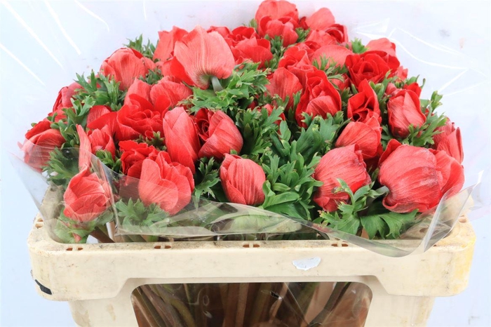 <h4>Anem Mistral Red</h4>