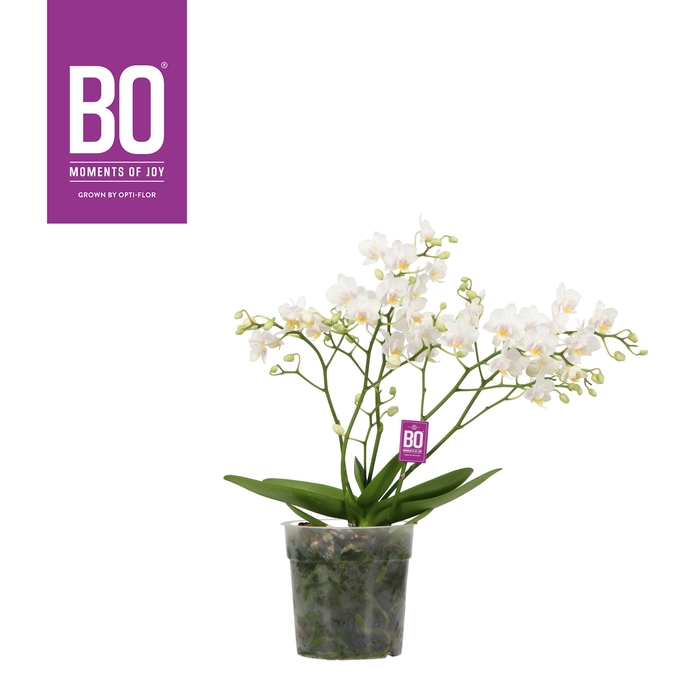 <h4>Willd P12 BO White 3+ tak</h4>