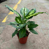 Dieffenbachia overig gemengd