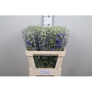 Delph En Volkerfrieden